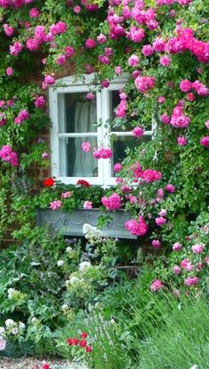 rose-cottage-garden-95_9 Роуз котидж Гардън