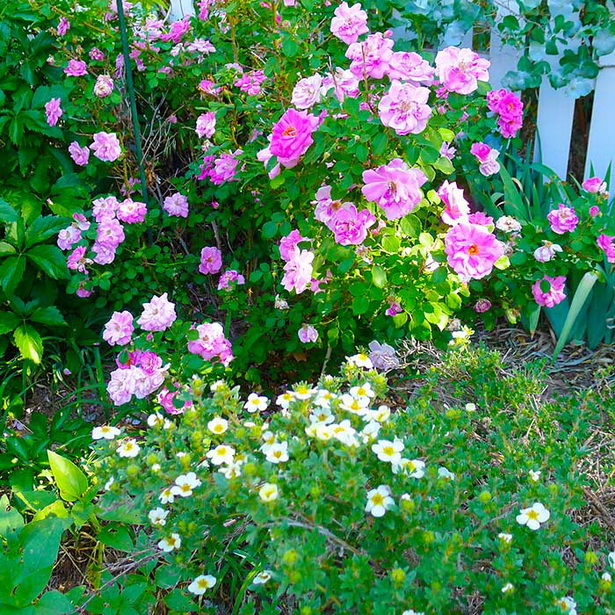 shrubs-for-a-cottage-garden-80_17 Храсти За вила градина