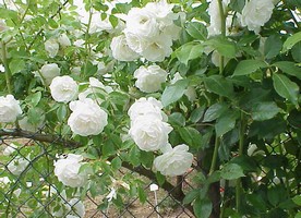 shrubs-for-a-cottage-garden-80_18 Храсти За вила градина