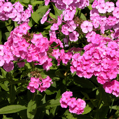 shrubs-for-cottage-garden-49_14 Храсти За вила градина