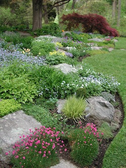 shrubs-for-rock-gardens-14_3 Храсти за алпинеуми