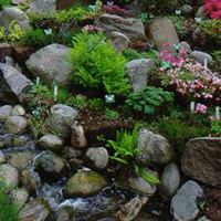 shrubs-for-rock-gardens-14_7 Храсти за алпинеуми