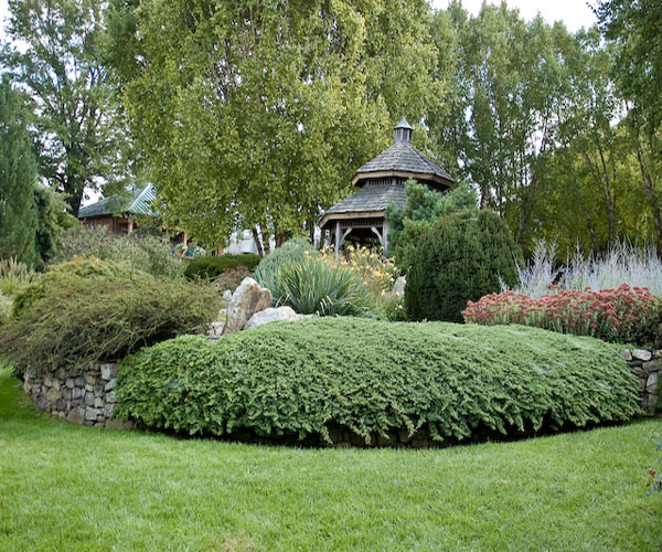shrubs-for-rock-gardens-14_8 Храсти за алпинеуми