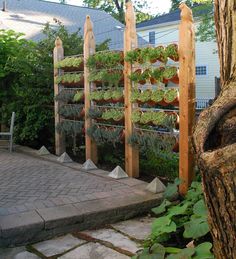 small-backyard-landscaping-ideas-for-privacy-24_4 Малък заден двор озеленяване идеи за поверителност