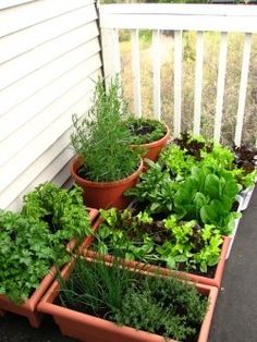 small-patio-vegetable-garden-29_19 Малък вътрешен двор зеленчукова градина