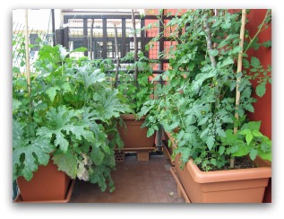 small-patio-vegetable-garden-29_3 Малък вътрешен двор зеленчукова градина
