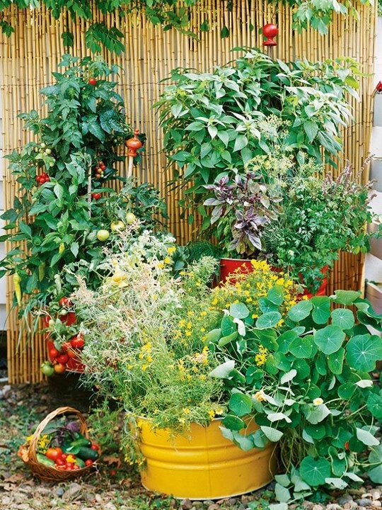 small-patio-vegetable-garden-29_5 Малък вътрешен двор зеленчукова градина