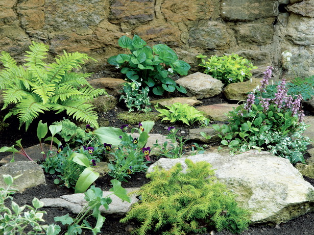small-rock-garden-plants-53_12 Малки алпинеуми