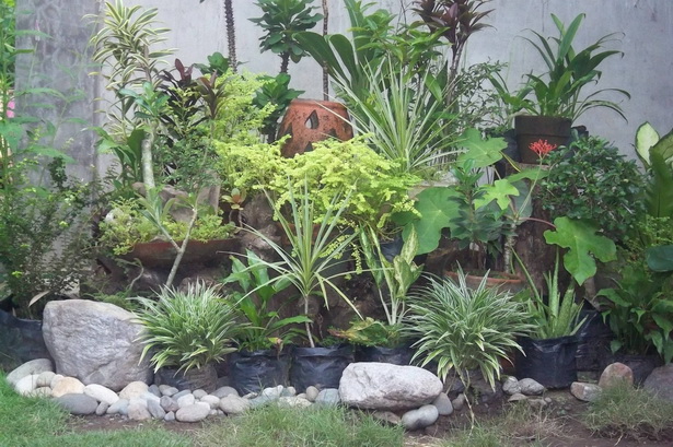 small-rock-garden-plants-53_17 Малки алпинеуми