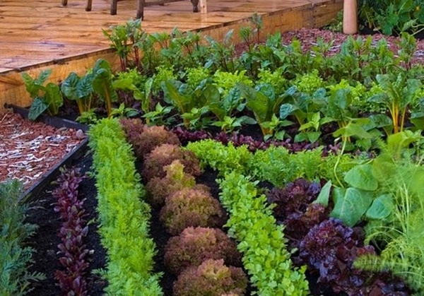 small-space-vegetable-garden-30_13 Малка космическа зеленчукова градина