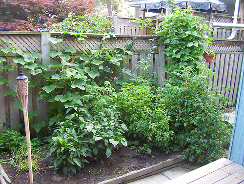 small-space-vegetable-garden-30_8 Малка космическа зеленчукова градина