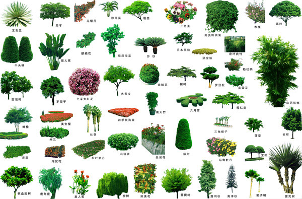 small-trees-for-landscaping-18_13 Малки дървета за озеленяване