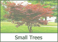small-trees-for-landscaping-18_14 Малки дървета за озеленяване
