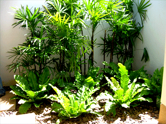 small-tropical-garden-design-03_14 Дизайн на малка тропическа градина