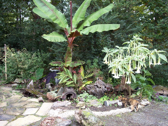 small-tropical-gardens-52_15 Малки тропически градини