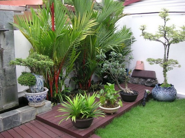 small-tropical-plants-for-the-garden-66 Малки тропически растения за градината