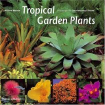 small-tropical-plants-for-the-garden-66_12 Малки тропически растения за градината