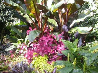small-tropical-plants-for-the-garden-66_17 Малки тропически растения за градината