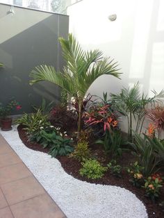 small-tropical-plants-for-the-garden-66_3 Малки тропически растения за градината