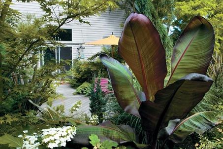 small-tropical-plants-for-the-garden-66_7 Малки тропически растения за градината