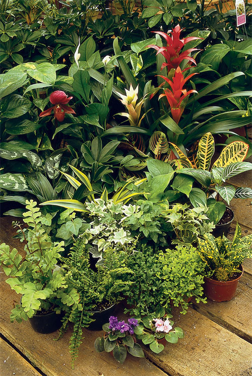 Малки тропически растения