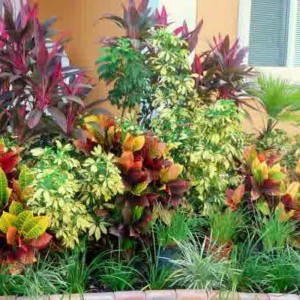 small-tropical-plants-90_10 Малки тропически растения