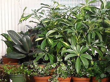 small-tropical-plants-90_12 Малки тропически растения
