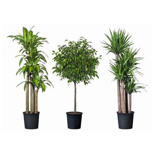 small-tropical-plants-90_13 Малки тропически растения