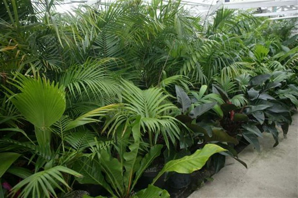 small-tropical-plants-90_17 Малки тропически растения