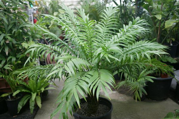 small-tropical-plants-90_2 Малки тропически растения