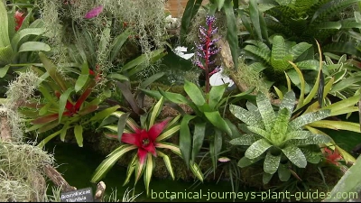small-tropical-plants-90_3 Малки тропически растения