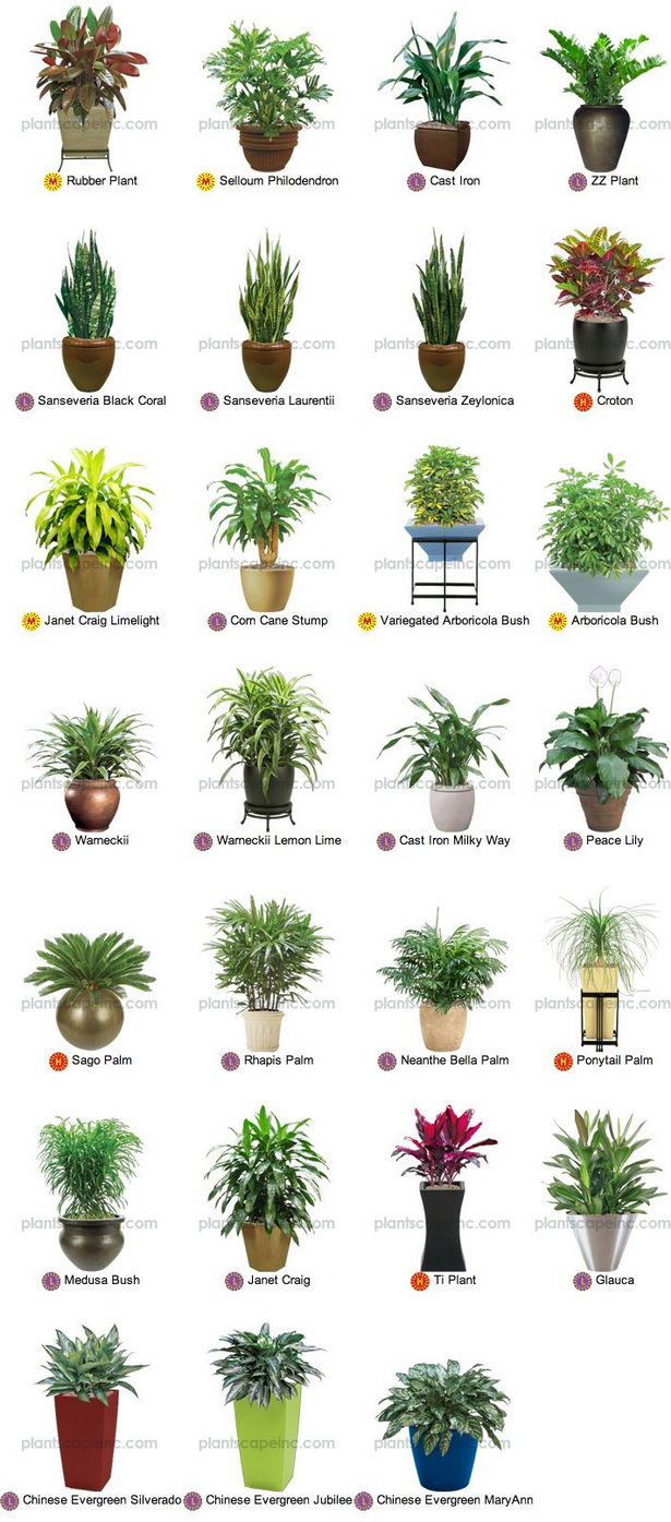 small-tropical-plants-90_5 Малки тропически растения