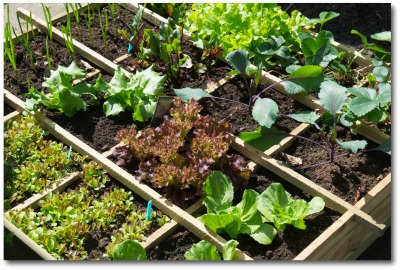 small-vegetable-garden-ideas-10_12 Малки идеи за зеленчукова градина