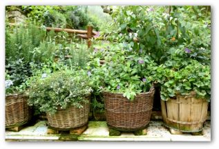 small-vegetable-gardens-ideas-40_5 Идеи за малки зеленчукови градини