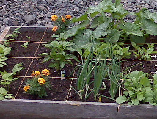 small-vegetable-gardens-38_13 Малки зеленчукови градини