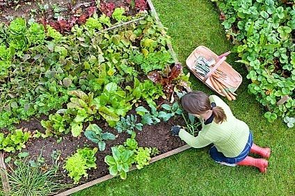 small-veggie-garden-43_12 Малка зеленчукова градина
