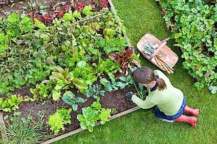 small-veggie-garden-43_12 Малка зеленчукова градина