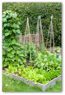 small-veggie-garden-43_6 Малка зеленчукова градина