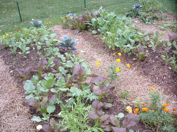small-veggie-gardens-93_16 Малки зеленчукови градини