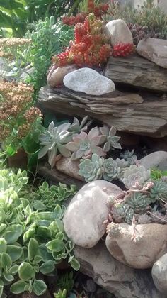 succulent-rock-garden-38_15 Сочен алпинеум