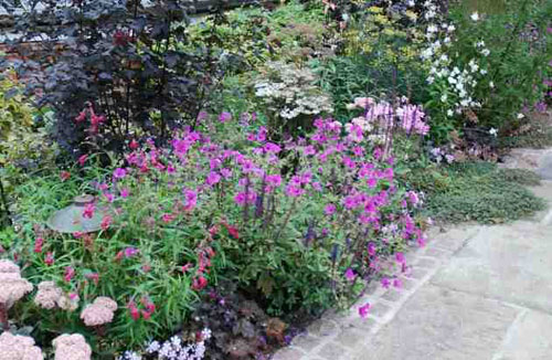 traditional-english-garden-flowers-83_13 Традиционни английски градински цветя