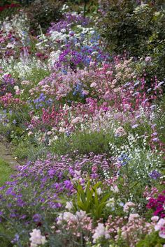 traditional-english-garden-flowers-83_15 Традиционни английски градински цветя