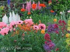 traditional-english-garden-flowers-83_4 Традиционни английски градински цветя