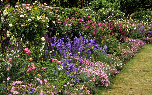 traditional-english-garden-flowers-83_6 Традиционни английски градински цветя