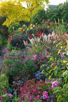 traditional-english-garden-plants-66_10 Традиционни английски градински растения