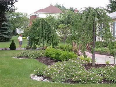 tree-for-front-yard-landscaping-01 Дърво за озеленяване на предния двор