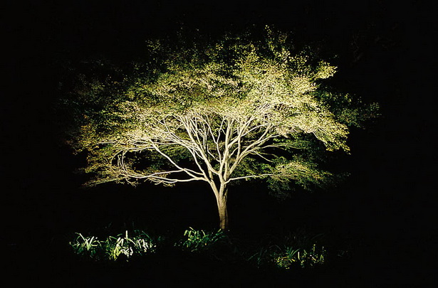 tree-landscape-lighting-24_16 Дърво пейзаж осветление