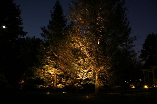 Дърво светлини пейзаж