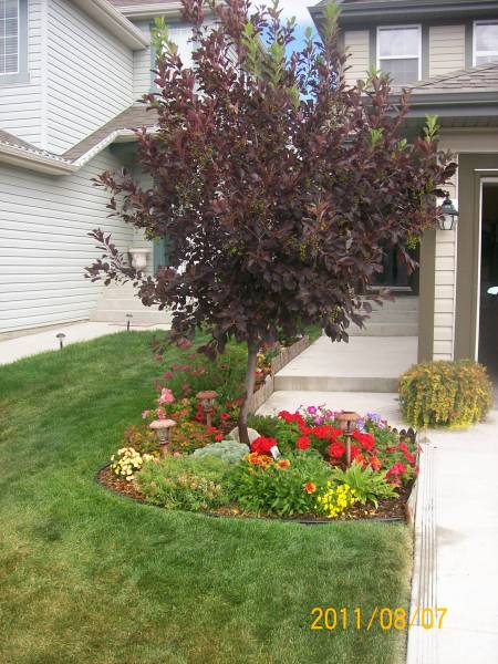 trees-for-landscaping-front-yard-22_10 Дървета за озеленяване на предния двор