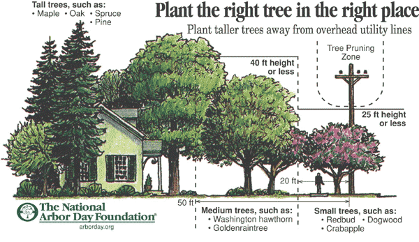 Дървета за озеленяване